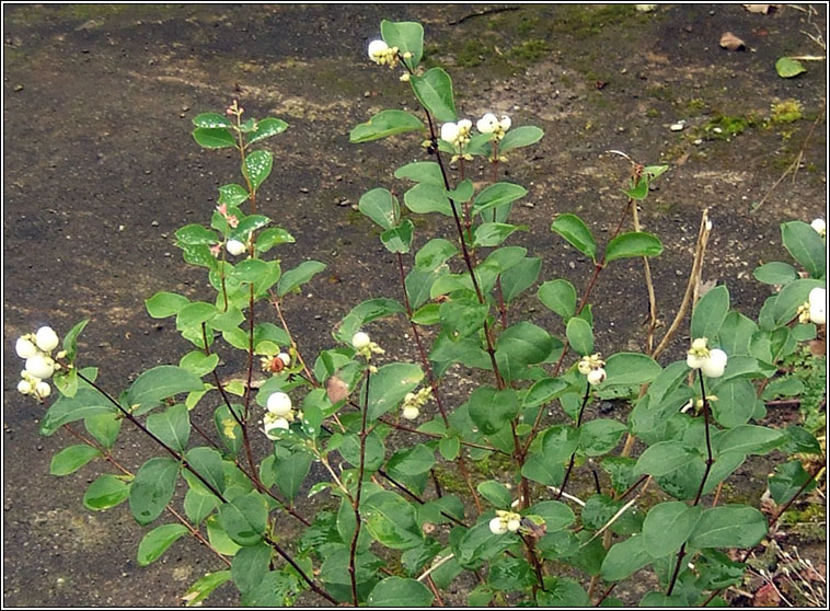 Snowberry, Symphoricarpos albus, P�ir�n sneachta