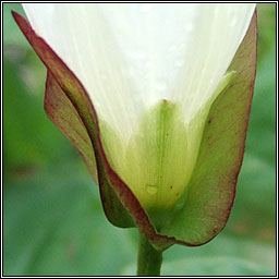 Hedge Bindweed, Calystegia sepium, Ialus f�il