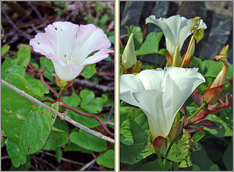 Hedge Bindweed, Calystegia sepium, Ialus f�il