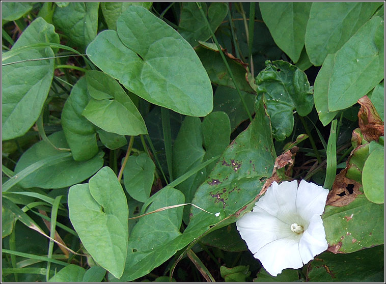 Hedge Bindweed, Calystegia sepium, Ialus f�il