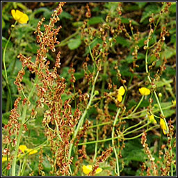 Common Sorrel, Rumex acetosa, Samhadh b�