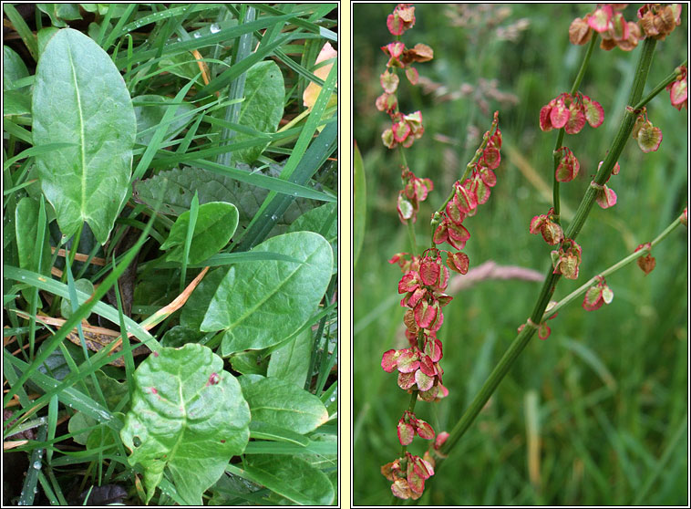 Common Sorrel, Rumex acetosa, Samhadh b�