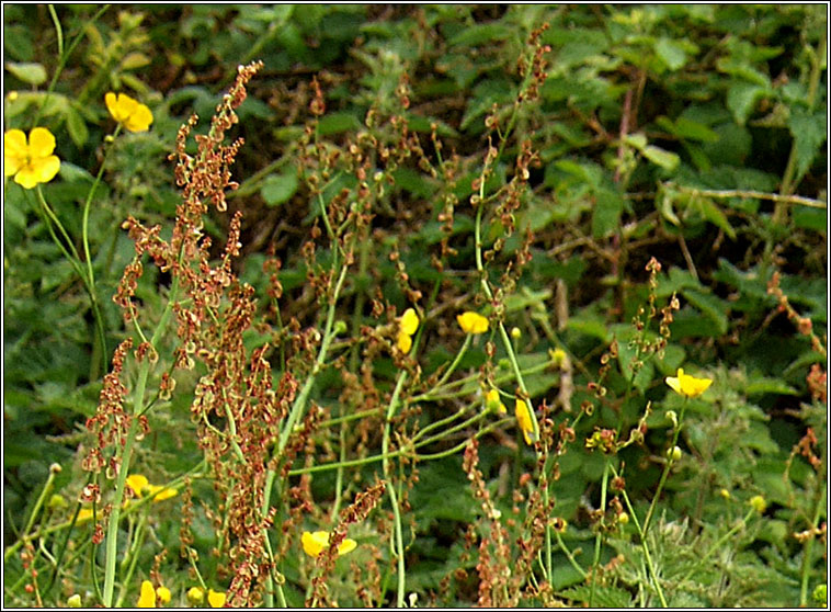 Common Sorrel, Rumex acetosa, Samhadh b�