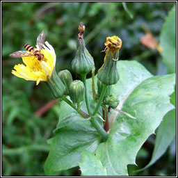 Smooth Sow-thistle, Sonchus oleraceus, Bleacht�n m�n