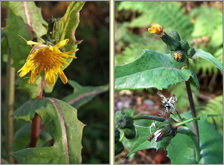 Smooth Sow-thistle, Sonchus oleraceus, Bleacht�n m�n