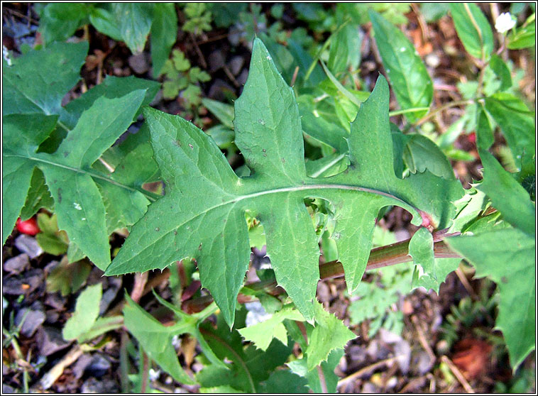 Smooth Sow-thistle, Sonchus oleraceus, Bleacht�n m�n