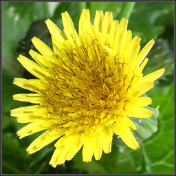 Prickly Sow-thistle, Sonchus asper, Bleacht�n colgach
