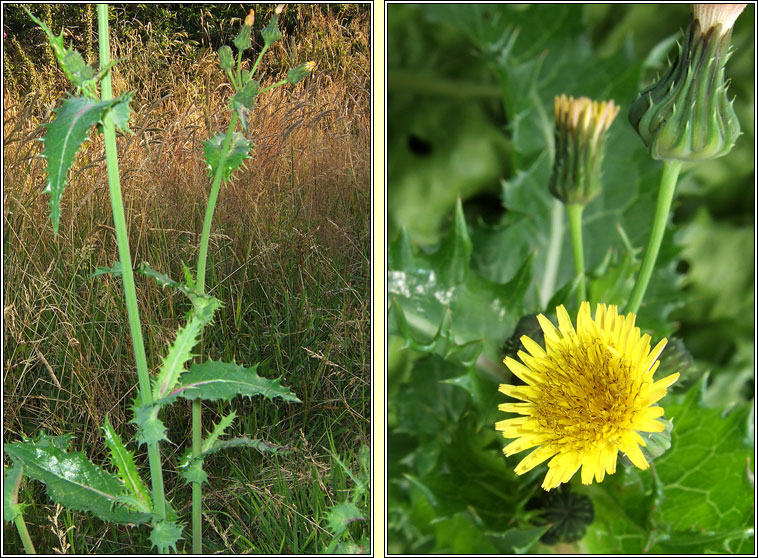Prickly Sow-thistle, Sonchus asper, Bleacht�n colgach