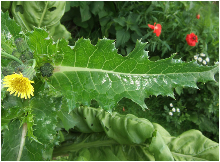 Prickly Sow-thistle, Sonchus asper, Bleacht�n colgach