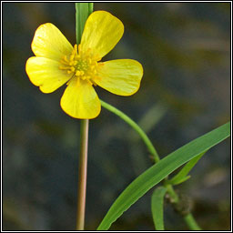 Lesser Spearwort, Ranunculus flammula, Lasair l�ana