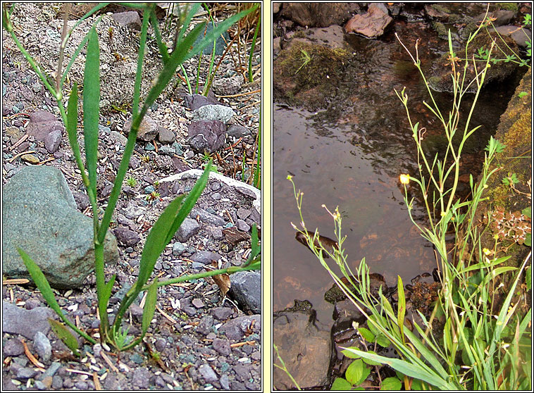 Lesser Spearwort, Ranunculus flammula, Lasair l�ana