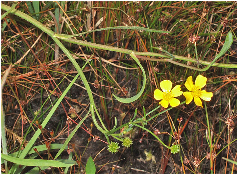 Lesser Spearwort, Ranunculus flammula, Lasair l�ana