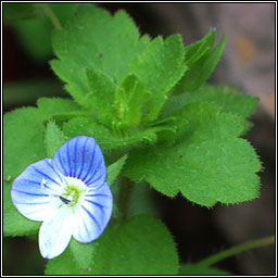 Common Field-speedwell, Veronica persica, Lus cr� garrai