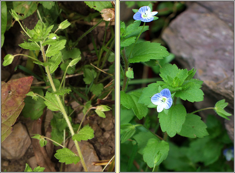 Common Field-speedwell, Veronica persica, Lus cr� garrai