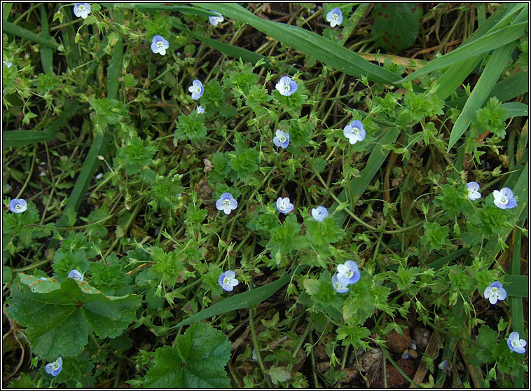 Common Field-speedwell, Veronica persica, Lus cr� garrai