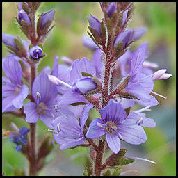 Heath Speedwell, Veronica officinalis, Lus cr�