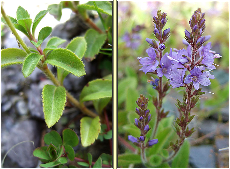 Heath Speedwell, Veronica officinalis, Lus cr�