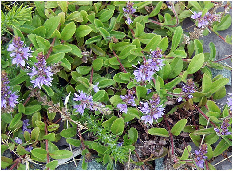 Heath Speedwell, Veronica officinalis, Lus cr�