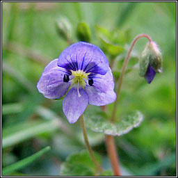 Slender Speedwell, Veronica filiformis, Lus cr� r�ile�n