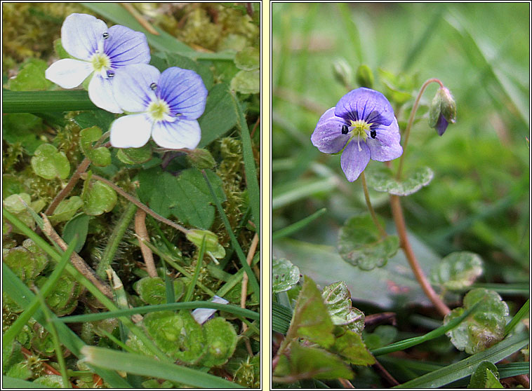 Slender Speedwell, Veronica filiformis, Lus cr� r�ile�n