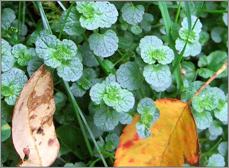 Slender Speedwell, Veronica filiformis, Lus cr� r�ile�n