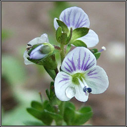 Thyme-leaved Speedwell, Veronica serpyllifolia, Lus an treacha