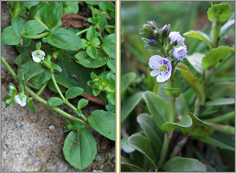 Thyme-leaved Speedwell, Veronica serpyllifolia, Lus an treacha