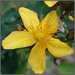 Perforate St John's-wort, Hypericum perforatum, Lus na Maighdine Muire