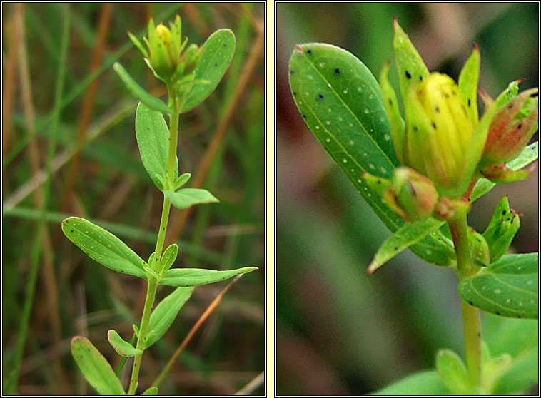 Perforate St John's-wort, Hypericum perforatum, Lus na Maighdine Muire