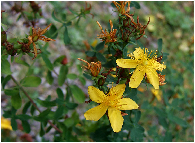 Perforate St John's-wort, Hypericum perforatum, Lus na Maighdine Muire