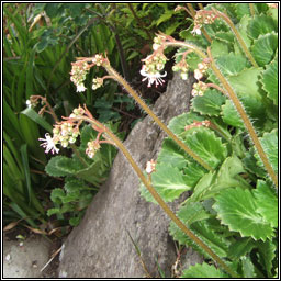 St Patrick's Cabbage, Saxifraga spathularis, Cab�iste an mhadra rua