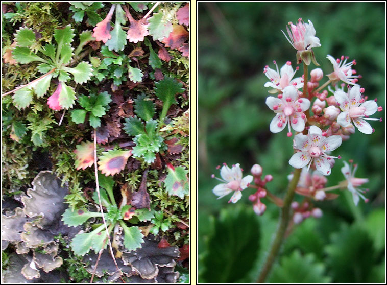 St Patrick's Cabbage, Saxifraga spathularis, Cab�iste an mhadra rua