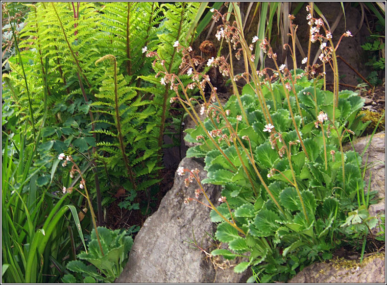 St Patrick's Cabbage, Saxifraga spathularis, Cab�iste an mhadra rua
