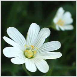 Greater Stitchwort, Stellaria holostea, Tursarraing mh�r