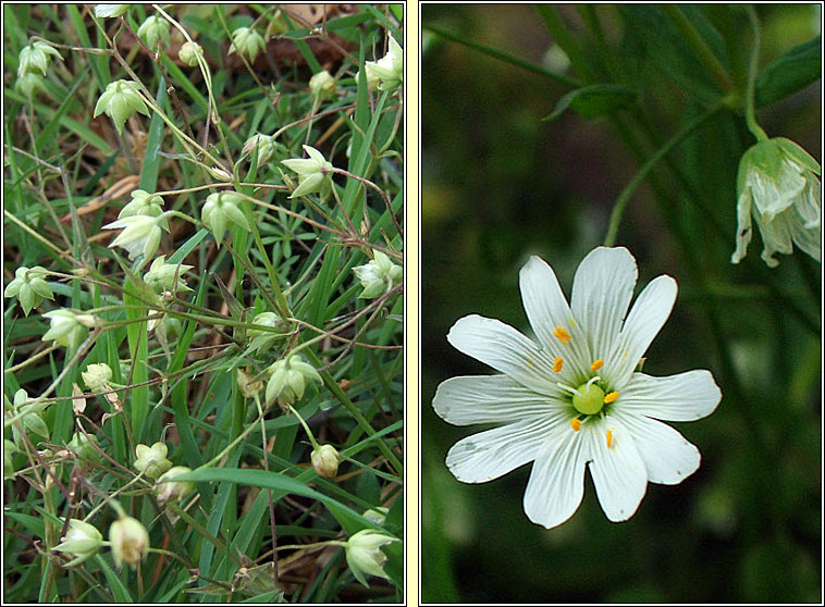 Greater Stitchwort, Stellaria holostea, Tursarraing mh�r