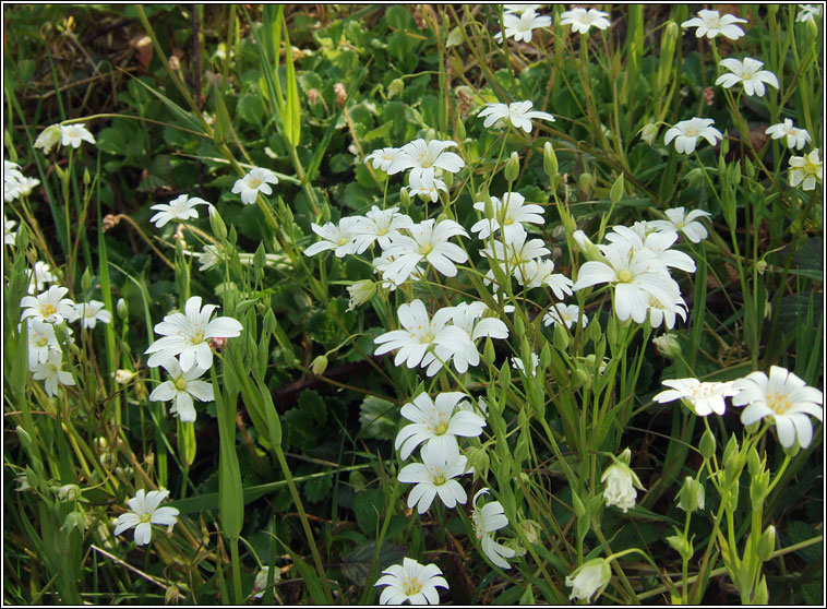 Greater Stitchwort, Stellaria holostea, Tursarraing mh�r