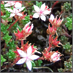 English Stonecrop, Sedum anglicum, P�ir�n� seang�n