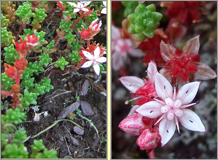 English Stonecrop, Sedum anglicum, P�ir�n� seang�n