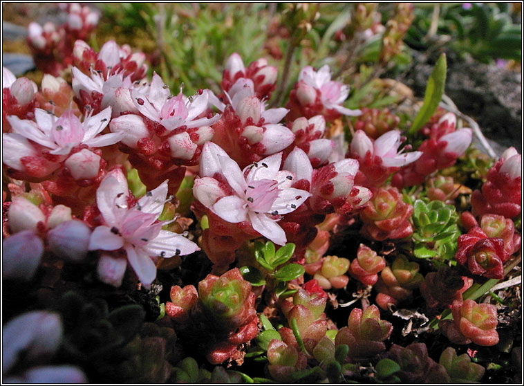 English Stonecrop, Sedum anglicum, P�ir�n� seang�n
