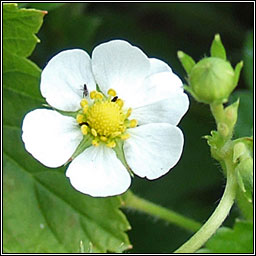 Wild Strawberry, Fragaria vesca, S� tal�n fhi�n