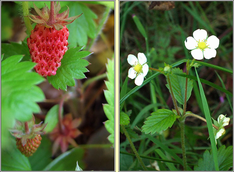 Wild Strawberry, Fragaria vesca, S� tal�n fhi�n