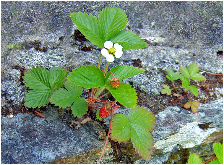 Wild Strawberry, Fragaria vesca, S� tal�n fhi�n