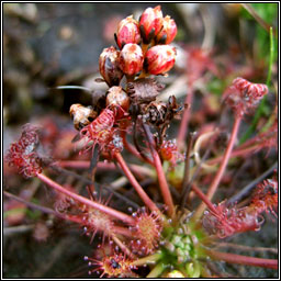 Oblong-leaved Sundew, Drosera intermedia, Cail�s Mhuire