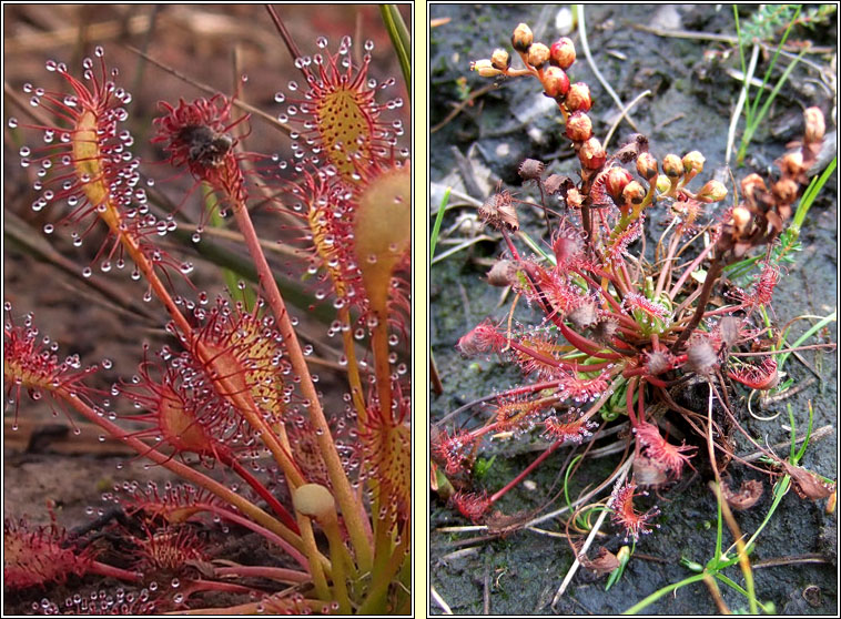 Oblong-leaved Sundew, Drosera intermedia, Cail�s Mhuire