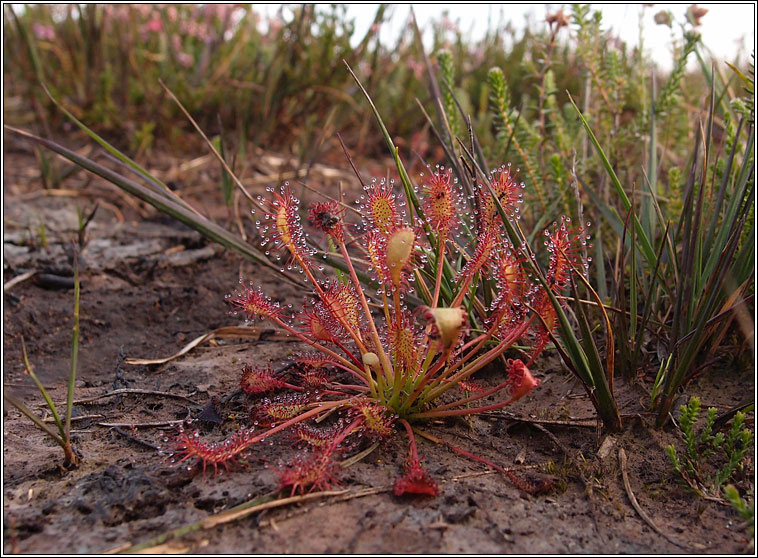 Oblong-leaved Sundew, Drosera intermedia, Cail�s Mhuire