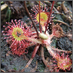 Round-leaved Sundew, Drosera rotundifolia, Dr�cht�n m�na