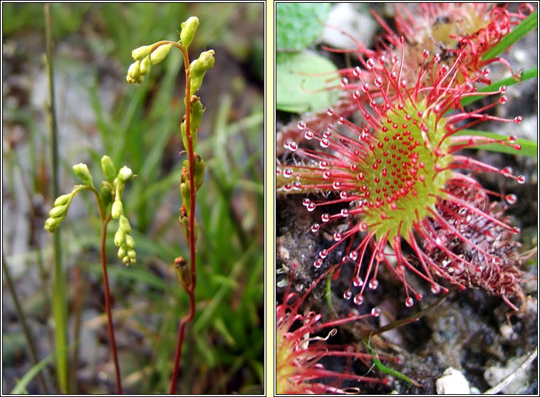 Round-leaved Sundew, Drosera rotundifolia, Dr�cht�n m�na