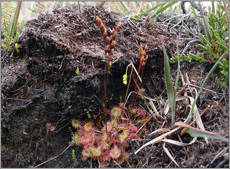 Round-leaved Sundew, Drosera rotundifolia, Dr�cht�n m�na