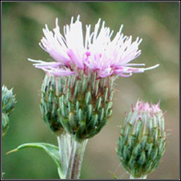 Creeping Thistle, Cirsium arvense, Feochad�n reatha