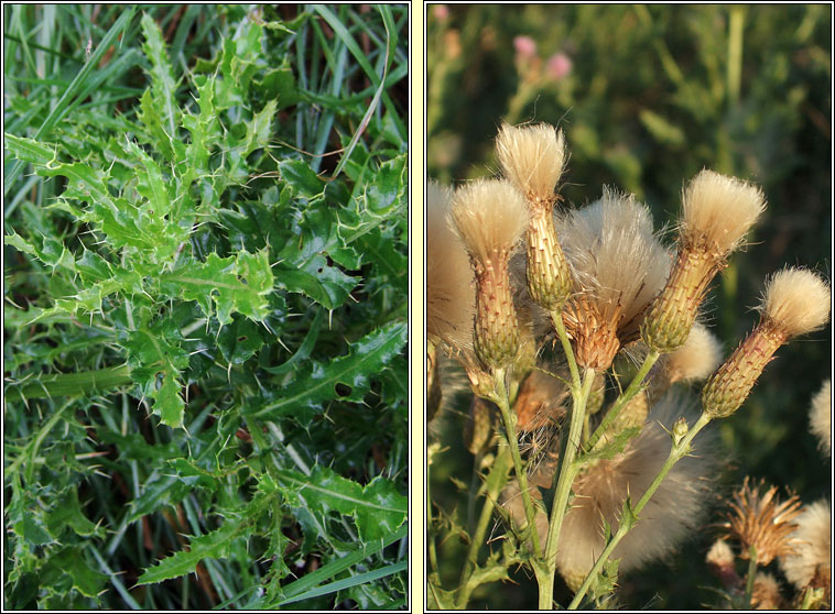 Creeping Thistle, Cirsium arvense, Feochad�n reatha